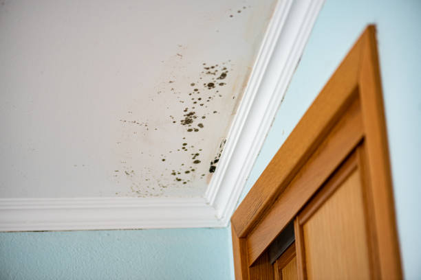 Trusted Hugo, MN Mold Remediation Experts