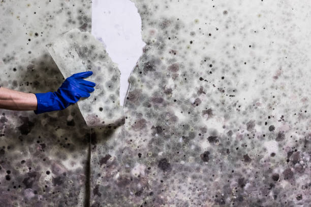 Best Bathroom Mold Remediation in Hugo, MN